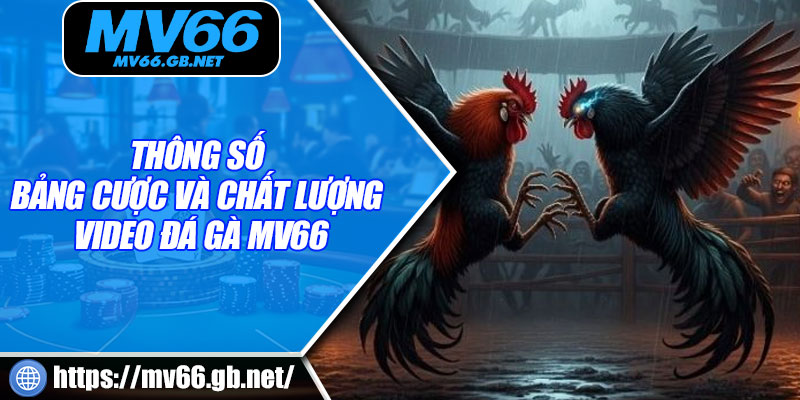 Thông số bảng cược và chất lượng video đá gà MV66